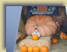 Pumpkin (19) * 1600 x 1200 * (774KB)